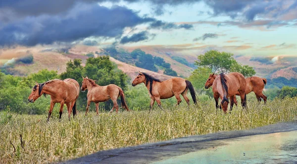 Cavalos da Liberdade — Fotografia de Stock