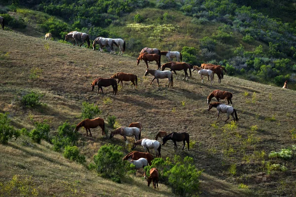 Лошади на склоне горы — стоковое фото