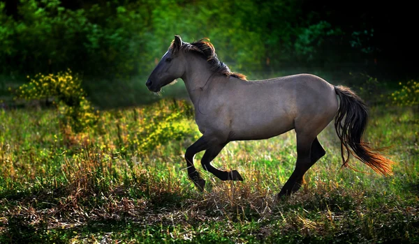 Wild and free — Stock Photo, Image