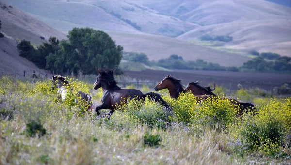 American wild mustang horses — Stock Photo, Image