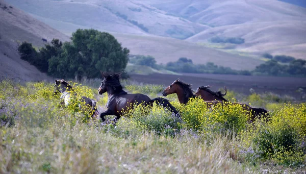 Running through the pasture — Stock Photo, Image