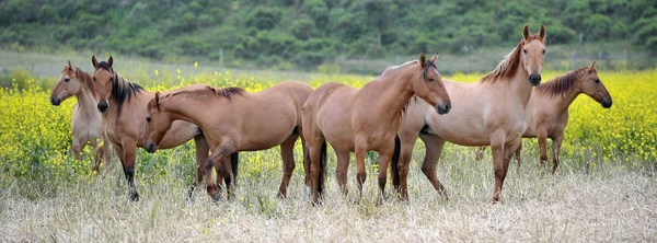 Caballos mustang salvajes americanos — Foto de Stock