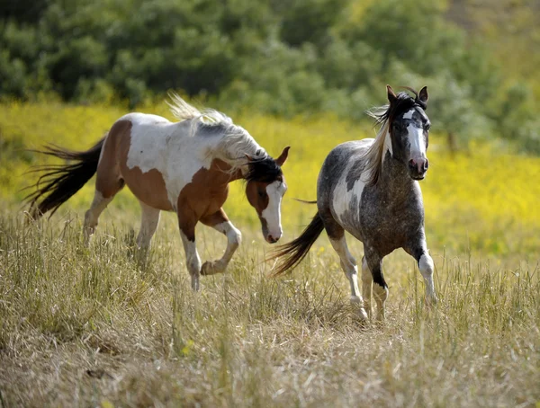 Lekne hester – stockfoto