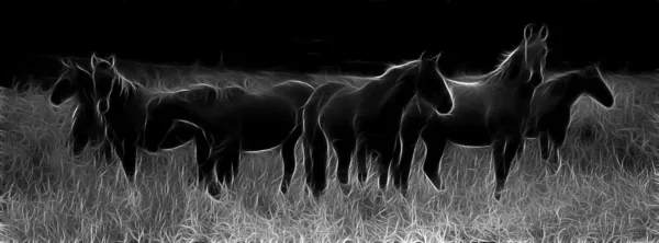 American wild mustang horses