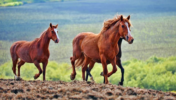 Αμερικανική mustang άγρια άλογα — Φωτογραφία Αρχείου