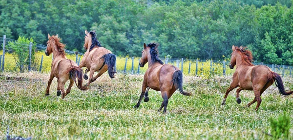 Americký mustang divoký koně — Stock fotografie