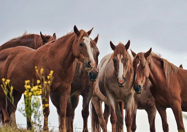 Amerykański dziki mustang koni — Zdjęcie stockowe