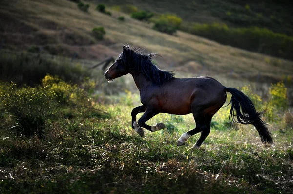 I run alone — Stock Photo, Image