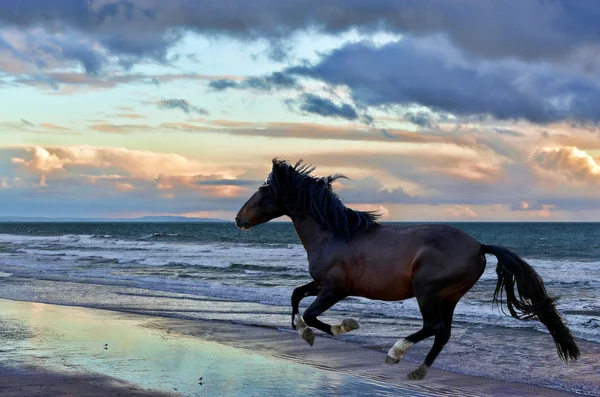 Chevaux américains de mustang sauvage — Photo