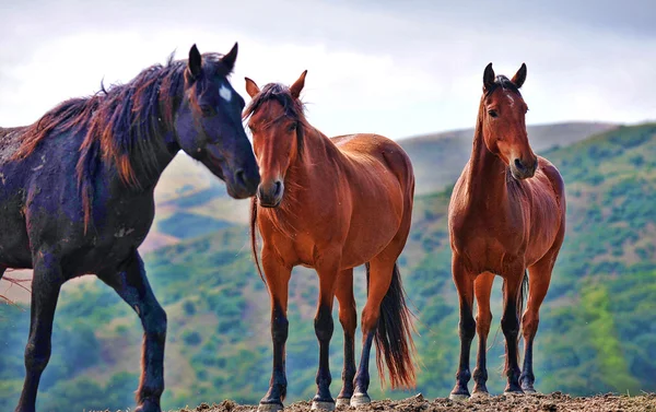 Amerikan vahşi mustang atlar — Stok fotoğraf