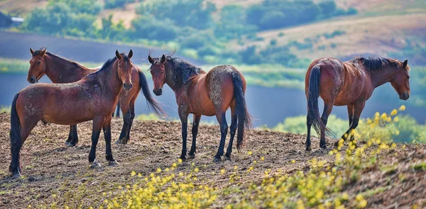 Amerikanska vild mustang hästar — Stockfoto