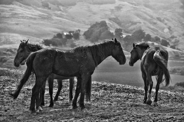 Americký mustang divoký koně — Stock fotografie