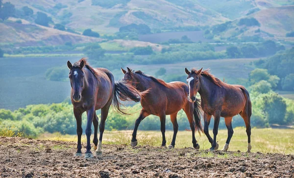Americký mustang divoký koně — Stock fotografie