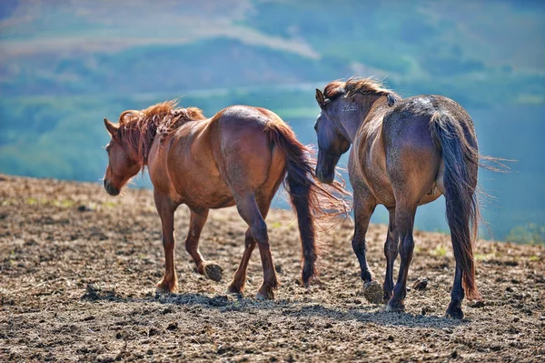 Amerikanska vild mustang hästar — Stockfoto