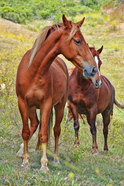 Divokí koně — Stock fotografie