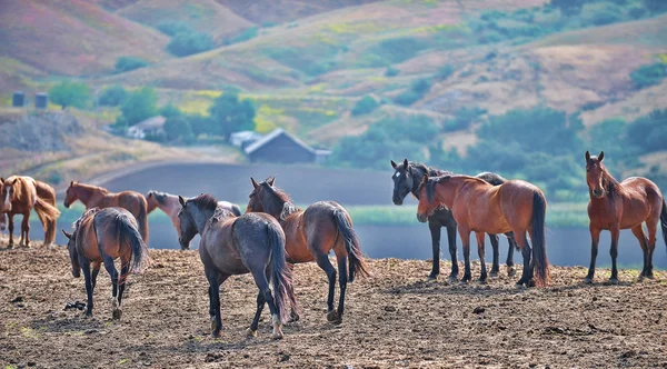 Cavalli selvatici americani mustang — Foto Stock