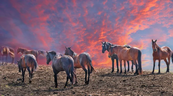 Fogo no cume — Fotografia de Stock