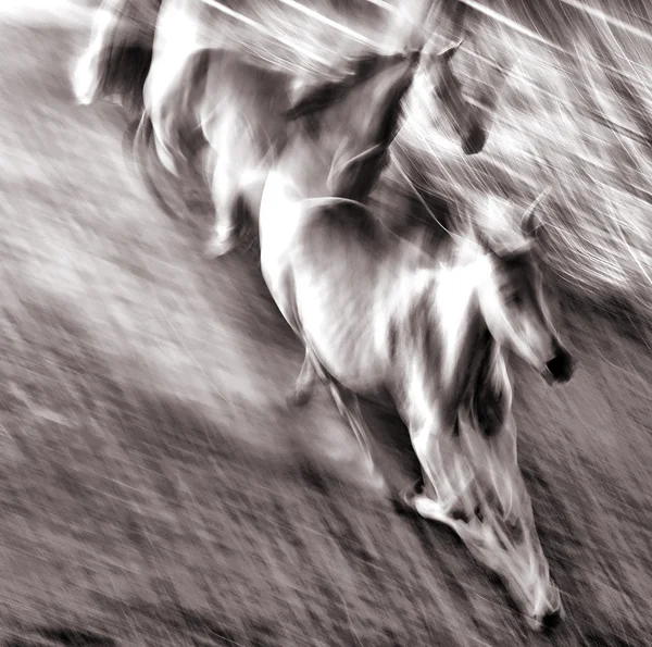 Sonhando com cavalos — Fotografia de Stock