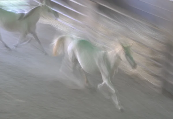 アメリカの野生のムスタングの馬 — ストック写真