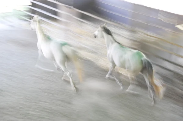 Rêves de chevaux blancs — Photo