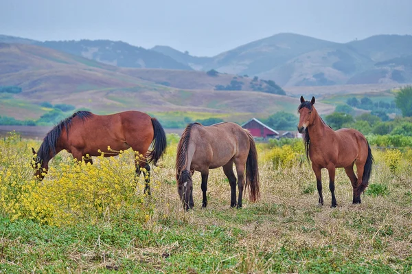 Cavalos mustang selvagens americanos — Fotografia de Stock