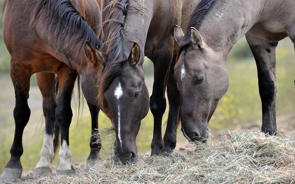 Amerykański dziki mustang koni — Zdjęcie stockowe