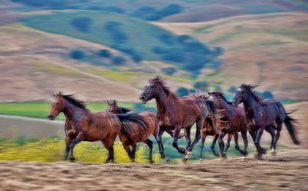 Cavalos mustang selvagens americanos — Fotografia de Stock