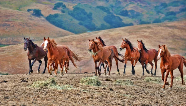 Cavalos mustang selvagens americanos — Fotografia de Stock