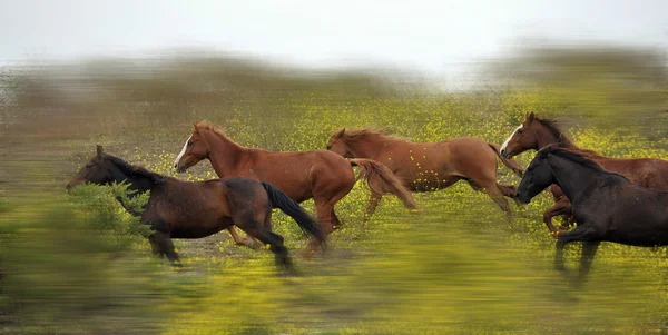 Americký mustang divoký koně — Stock fotografie