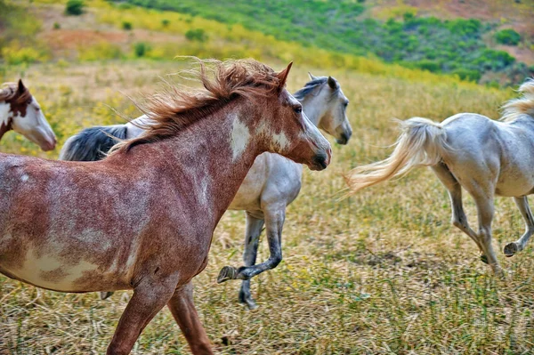 Американський mustang диких коней — стокове фото