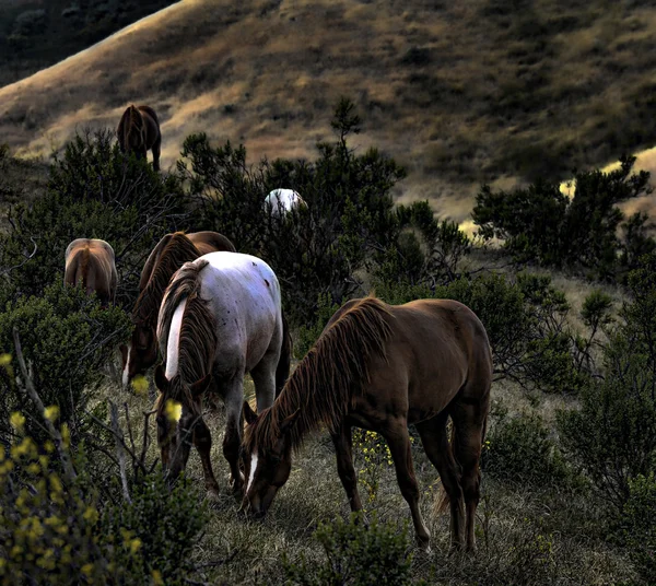 Chevaux américains de mustang sauvage — Photo