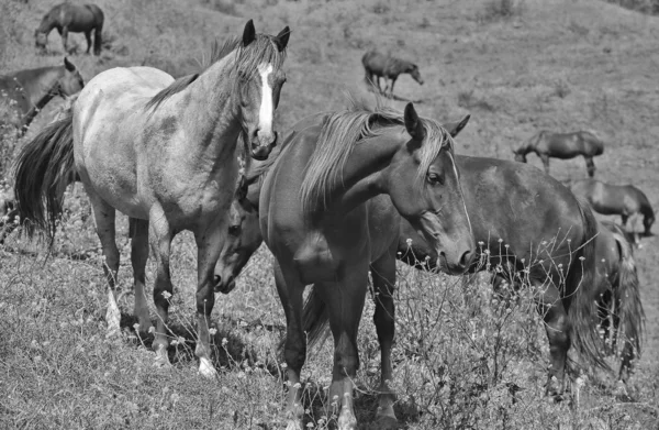 Amerikaanse wilde mustang paarden — Stockfoto