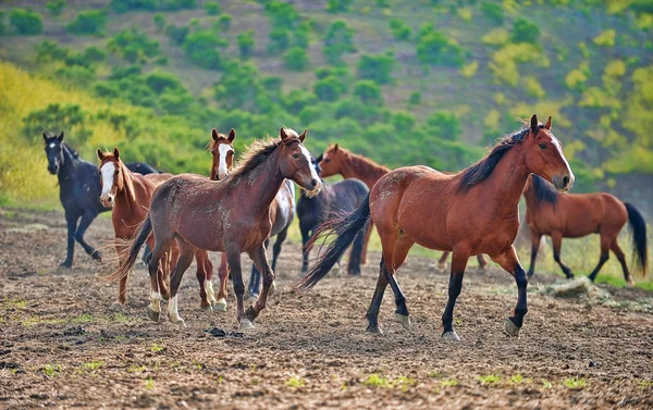 Amerykański dziki mustang koni — Zdjęcie stockowe