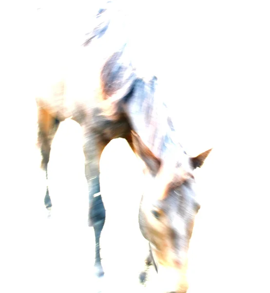 Caballo Espíritu — Foto de Stock