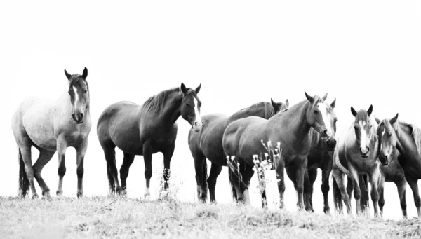 Cavalos mustang selvagens americanos — Fotografia de Stock