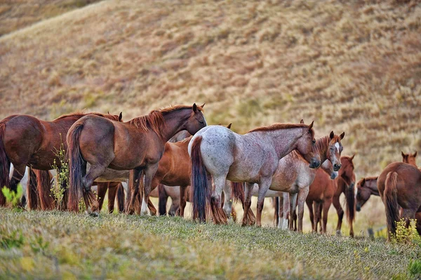 Amerykański dziki mustang koni — Zdjęcie stockowe