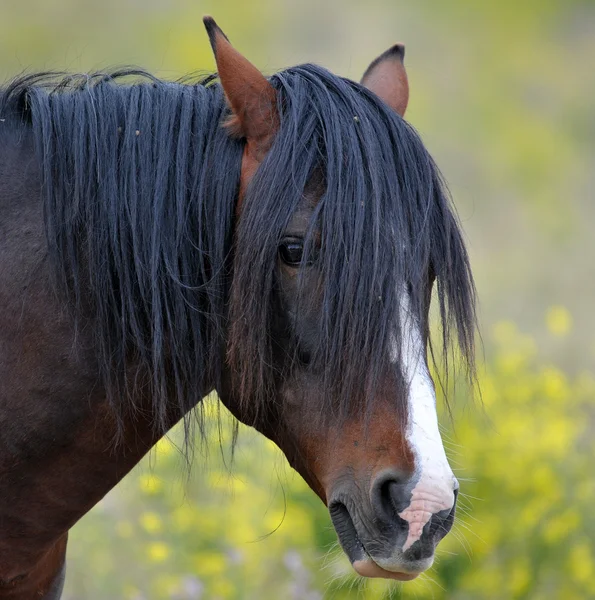 Wildpferd — Stockfoto