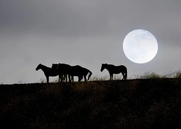 Konie dziki mustang — Zdjęcie stockowe