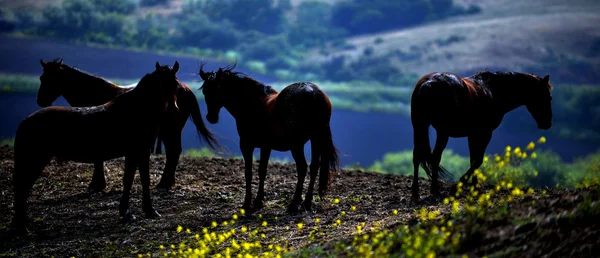 Amerikan vahşi mustang atlar — Stok fotoğraf
