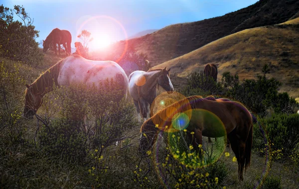 Caballos mustang salvajes americanos — Foto de Stock