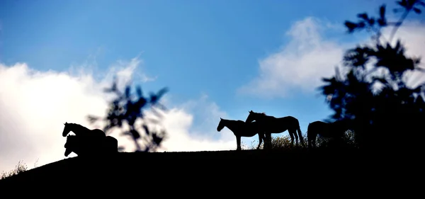 Caballos mustang salvajes americanos — Foto de Stock