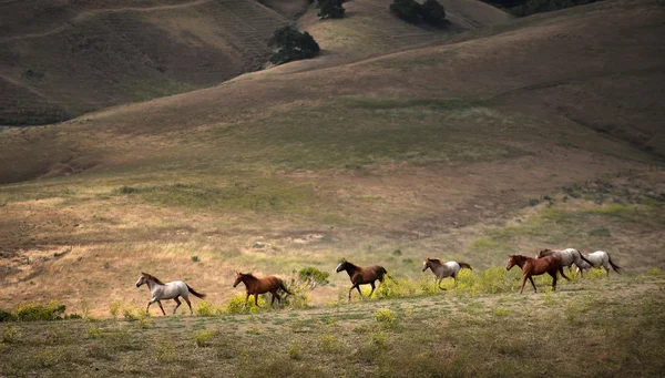 Amerikaanse wilde mustang paarden — Stockfoto