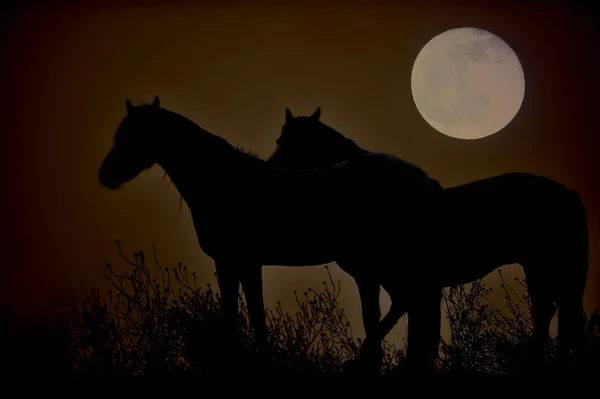Vilda mustang hästar — Stockfoto