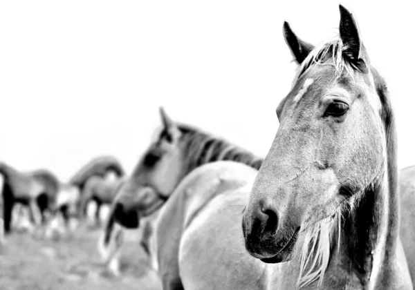 Cavalos mustang selvagens americanos — Fotografia de Stock