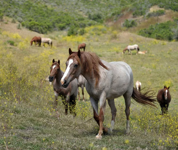 Cavalos mustang selvagens americanos — Fotografia de Stock