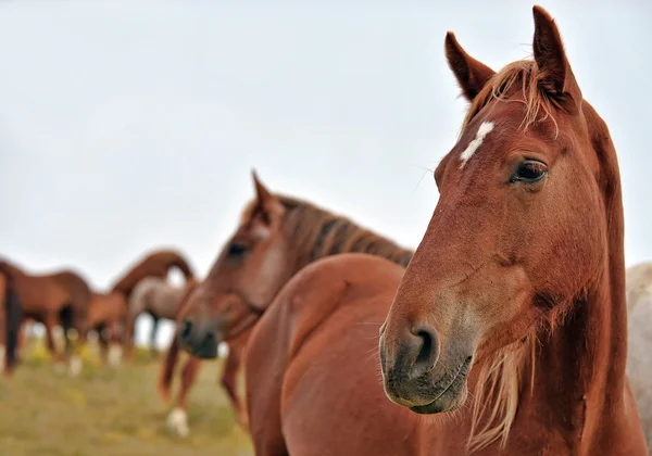 Amerikai vad musztáng lovak — Stock Fotó