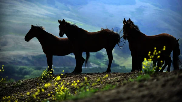 Американський mustang диких коней — стокове фото