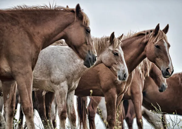 Американський mustang диких коней — стокове фото