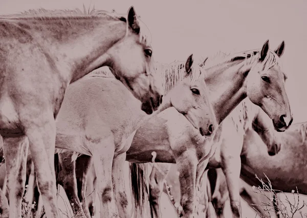 Cavalos mustang selvagens americanos — Fotografia de Stock