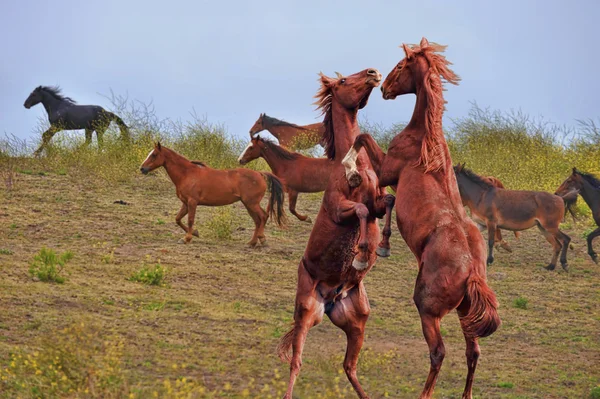 Americký mustang divoký koně — Stock fotografie